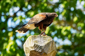 站在石头上的沙漠秃鹰图片